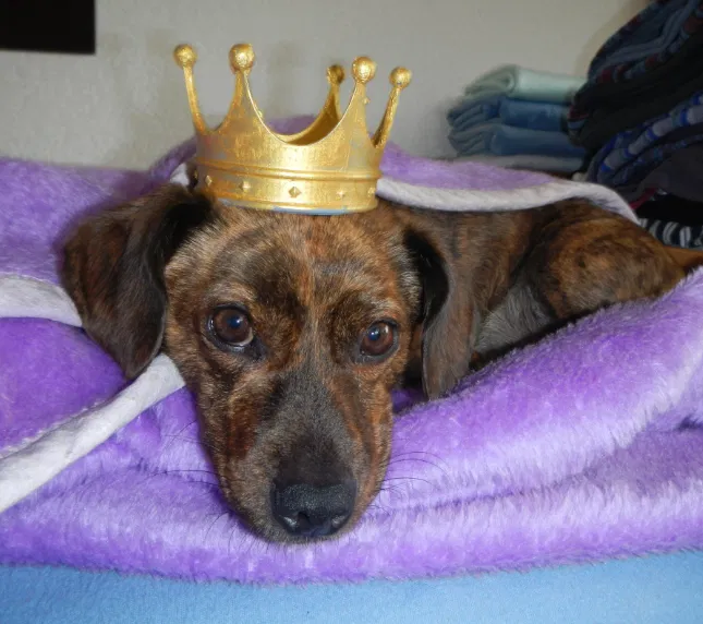 Mô hình vương miện 3D siêu cute cho thú cưng và trẻ em - Image 1