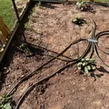 Vòng tưới nước tưới tiêu cho vườn (Garden Irrigation Watering Rings) - Thumbnail 2