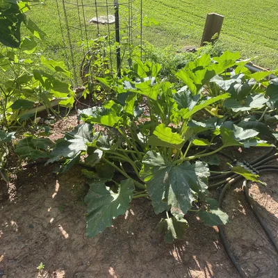 Vòng tưới nước tưới tiêu cho vườn (Garden Irrigation Watering Rings)