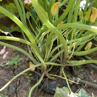 Vòng tưới nước tưới tiêu cho vườn (Garden Irrigation Watering Rings)