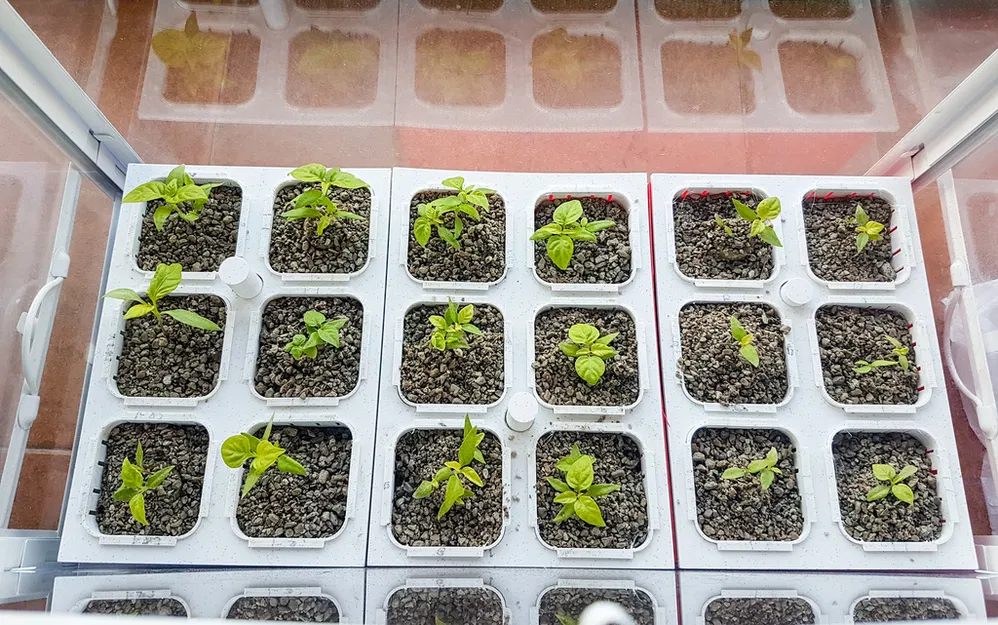 Vườn thủy canh Hydroponic garden - Image 1
