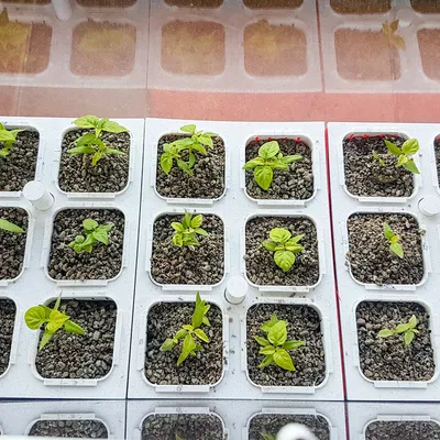 Vườn thủy canh Hydroponic garden