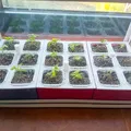 Vườn thủy canh Hydroponic garden - Thumbnail 2