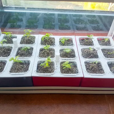 Vườn thủy canh Hydroponic garden