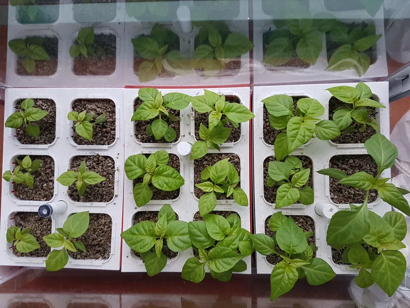 Vườn thủy canh Hydroponic garden - Image 5