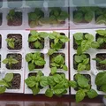 Vườn thủy canh Hydroponic garden - Thumbnail 5