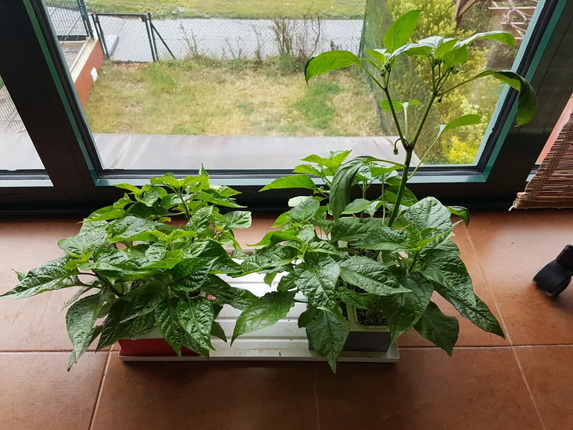 Vườn thủy canh Hydroponic garden - Image 6