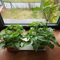 Vườn thủy canh Hydroponic garden - Thumbnail 6