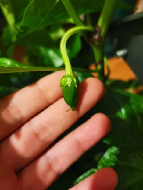 Vườn thủy canh Hydroponic garden - Image 8