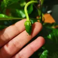 Vườn thủy canh Hydroponic garden - Thumbnail 8