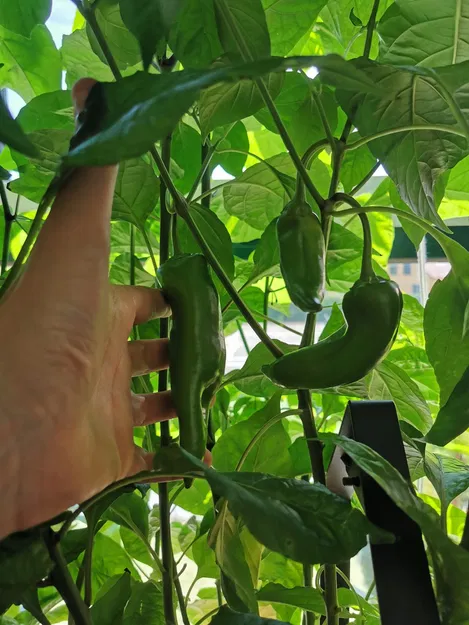 Vườn thủy canh Hydroponic garden - Image 10