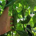 Vườn thủy canh Hydroponic garden - Thumbnail 10