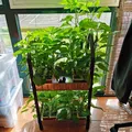 Vườn thủy canh Hydroponic garden - Thumbnail 11