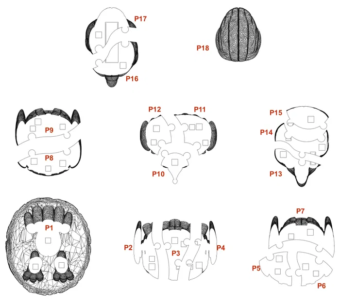 Mô hình lắp ráp đại bàng 3D: Puzzle độc đáo với 18 mảnh ghép - Image 3