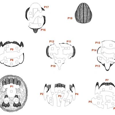 Mô hình lắp ráp đại bàng 3D: Puzzle độc đáo với 18 mảnh ghép