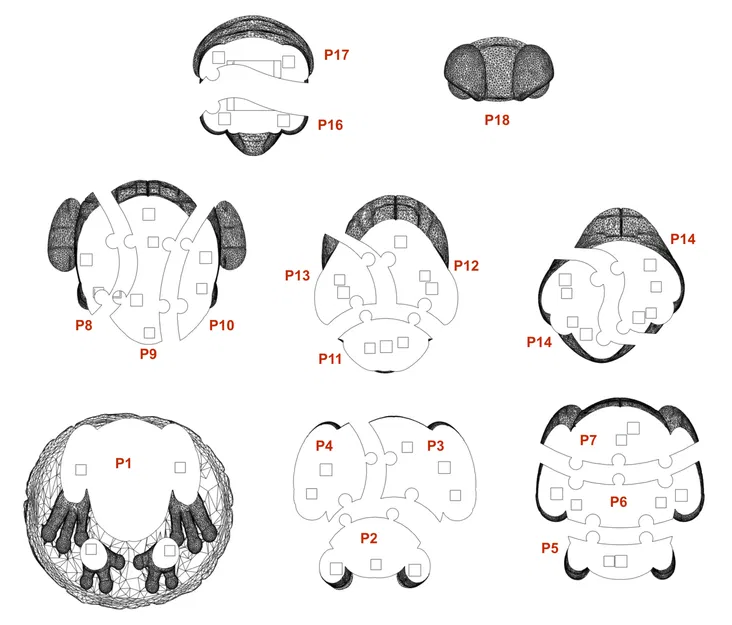 Mô hình giải đố 3D chú ếch - Đồ chơi in 3D 18 mảnh lắp ráp - Image 3