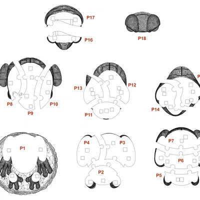 Mô hình giải đố 3D chú ếch - Đồ chơi in 3D 18 mảnh lắp ráp