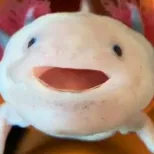 Mô hình Grabpack thử nghiệm