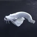Mô hình tượng cá trê (Catfish) 3D chi tiết dùng trang trí - Thumbnail 3