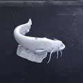 Mô hình tượng cá trê (Catfish) 3D chi tiết dùng trang trí - Thumbnail 4