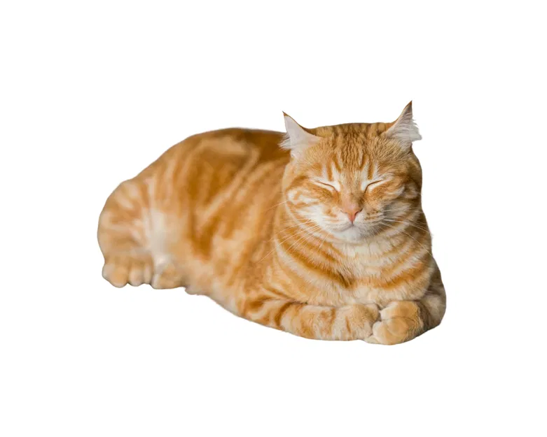 Mô hình chú mèo vàng nằm thư giãn - File in 3D decor đẹp mắt - Image 1