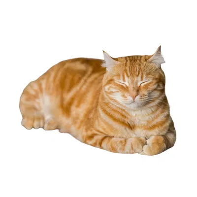 Mô hình chú mèo vàng nằm thư giãn - File in 3D decor đẹp mắt