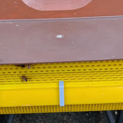 Kẹp giữ giỏ thu gom phấn hoa (Polen Trap Basket Clip)