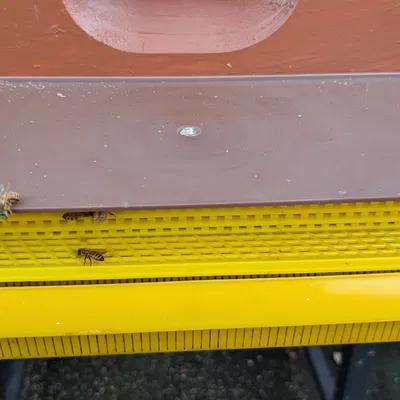 Kẹp giữ giỏ thu gom phấn hoa (Polen Trap Basket Clip)