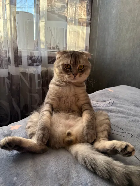 Mô hình 3D Cat Sitting: Trang trí bàn làm việc cực đáng yêu - Image 1