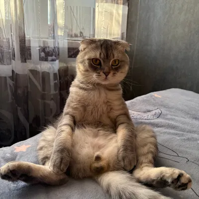 Mô hình 3D Cat Sitting: Trang trí bàn làm việc cực đáng yêu