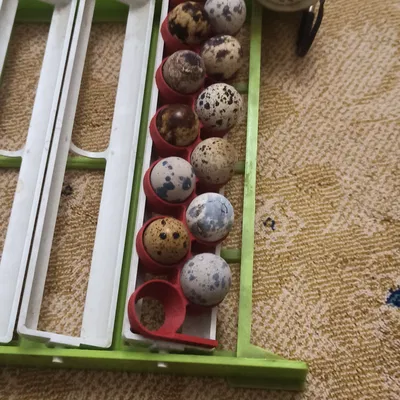 Khay Đỡ Trứng Cút Tương Thích Hệ Thống Máy Ấp Cimuka