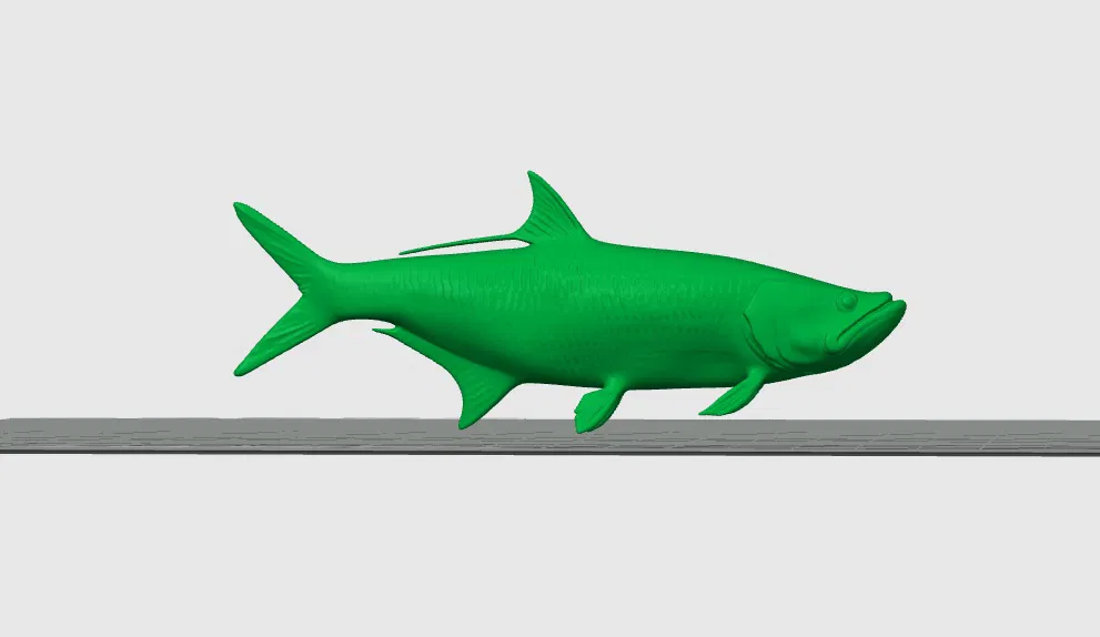 Cá cháo lớn Đại Tây Dương / Megalops atlanticus - Image 1