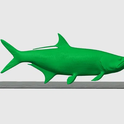 Cá cháo lớn Đại Tây Dương / Megalops atlanticus