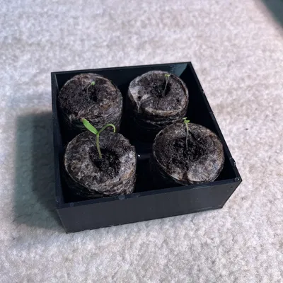 Khay in 3D ươm hạt giống tiện lợi cho 4 viên nén xơ dừa