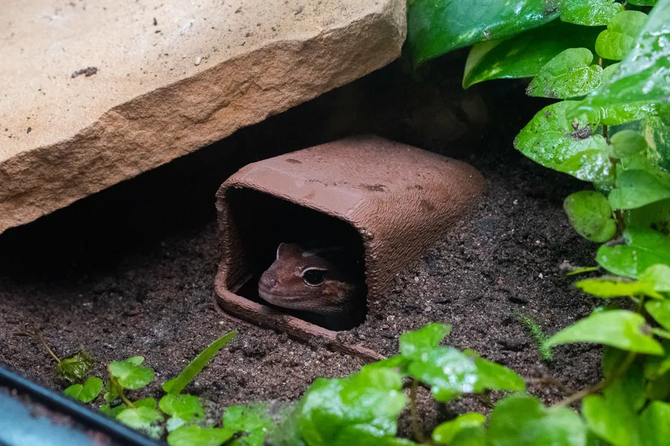 Hang Trú Ẩn Dưới Lòng Đất Cho Bò Sát (Underground Reptile Hide) - Image 1