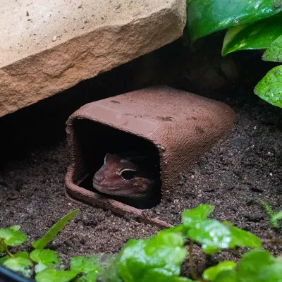Hang Trú Ẩn Dưới Lòng Đất Cho Bò Sát (Underground Reptile Hide)