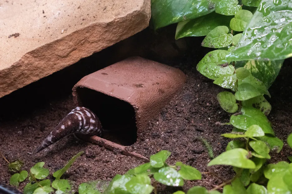 Hang Trú Ẩn Dưới Lòng Đất Cho Bò Sát (Underground Reptile Hide) - Image 2