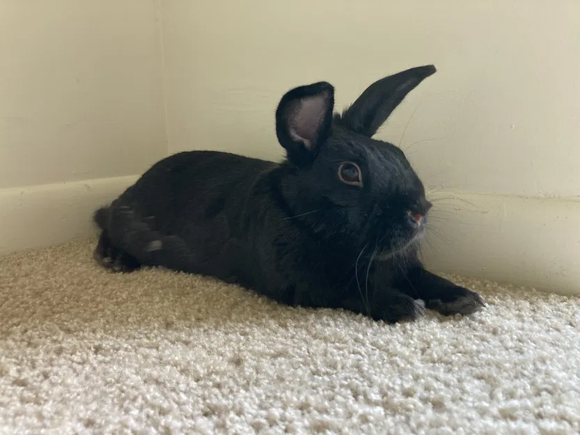 Hộp đựng Pinecil V2 và toàn bộ phụ kiện - Image 6