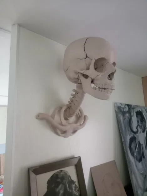 Giá treo tường hình cột sống cho mô hình sọ người - Image 1