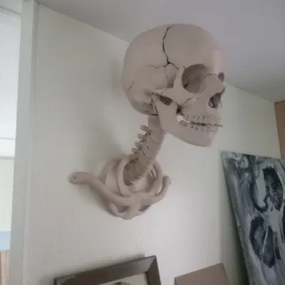 Giá treo tường hình cột sống cho mô hình sọ người