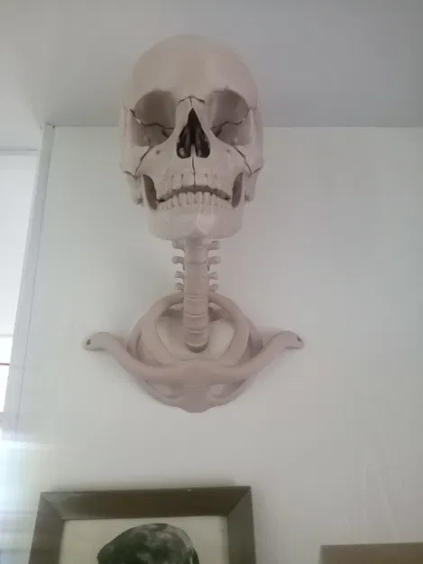 Giá treo tường hình cột sống cho mô hình sọ người - Image 2