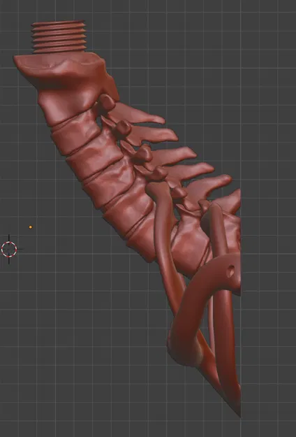 Giá treo tường hình cột sống cho mô hình sọ người - Image 6