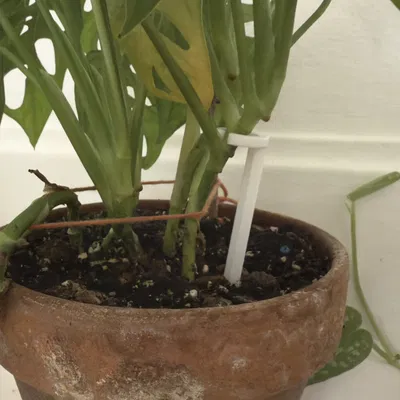 Cọc Đỡ Cây Trồng – 4 Kích Thước (80mm đến 205mm)