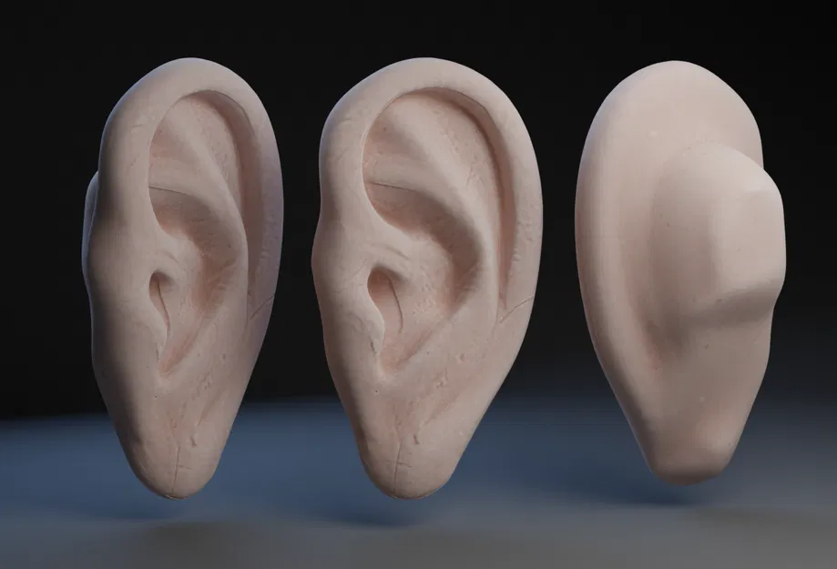 Mô hình tai người 3D chi tiết cao cho học tập và nghệ thuật - Image 1