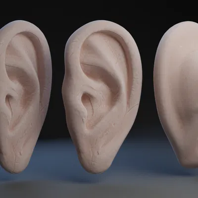 Mô hình tai người 3D chi tiết cao cho học tập và nghệ thuật