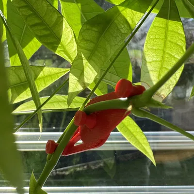 Bộ kẹp LST uốn cành cây (3 kích thước) hỗ trợ làm vườn