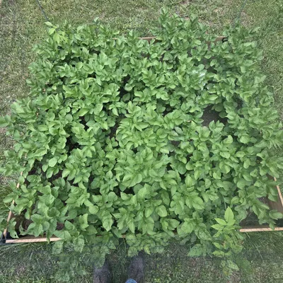 Hệ thống khớp nối làm luống trồng cây giá rẻ