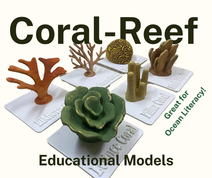 Bộ Mô Hình Rạn San Hô Dùng Trong Giáo Dục (Coral Reef Literacy Classroom Set) - Image 1