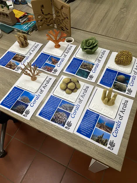 Bộ Mô Hình Rạn San Hô Dùng Trong Giáo Dục (Coral Reef Literacy Classroom Set) - Image 2