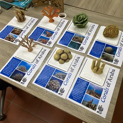 Bộ Mô Hình Rạn San Hô Dùng Trong Giáo Dục (Coral Reef Literacy Classroom Set)